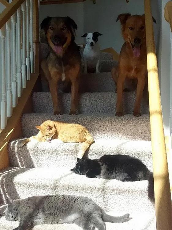猫带着一家大小一起做日光浴 晒太阳而不失霸气!!!