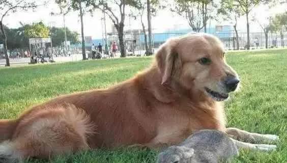 狗狗离世的前一刻猫咪伸手跟狗狗击掌 再说下辈子我们还是兄妹
