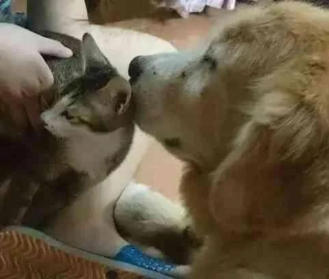 狗狗离世的前一刻猫咪伸手跟狗狗击掌 再说下辈子我们还是兄妹