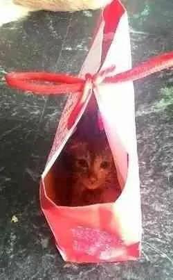 狗狗离世的前一刻猫咪伸手跟狗狗击掌 再说下辈子我们还是兄妹