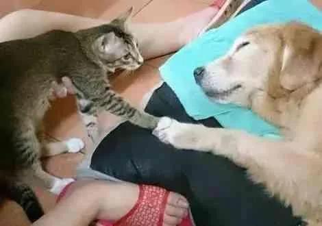 狗狗离世的前一刻猫咪伸手跟狗狗击掌 再说下辈子我们还是兄妹