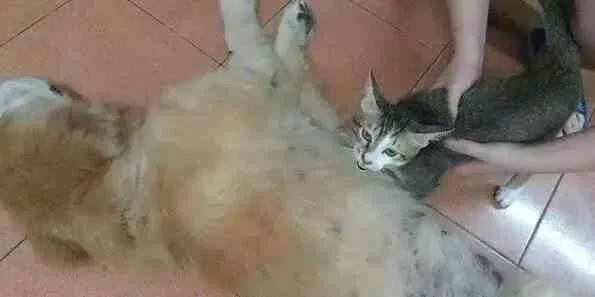狗狗离世的前一刻猫咪伸手跟狗狗击掌 再说下辈子我们还是兄妹