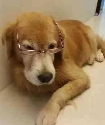 狗狗离世的前一刻猫咪伸手跟狗狗击掌 再说下辈子我们还是兄妹