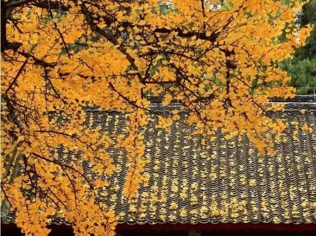 深度好文:天欲其亡 必让其狂