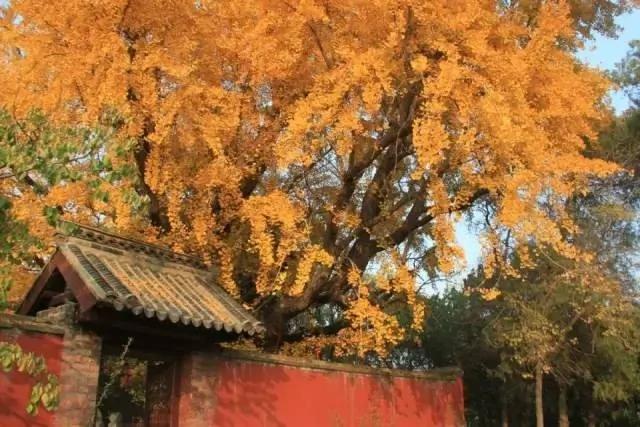 深度好文:天欲其亡 必让其狂