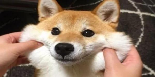 超疗愈!有如阳光女孩般的“笑脸柴犬”!