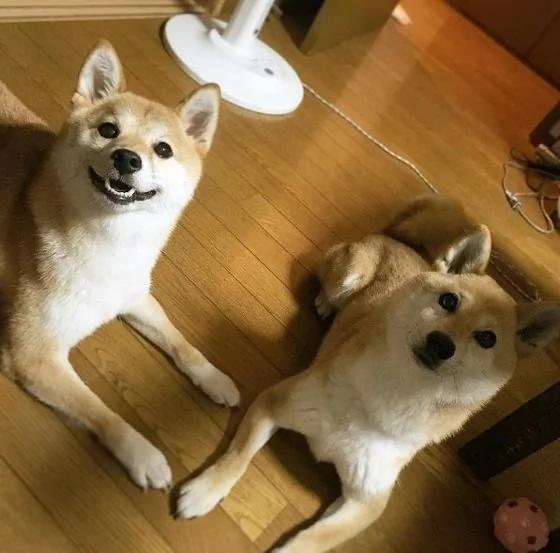 超疗愈!有如阳光女孩般的“笑脸柴犬”!