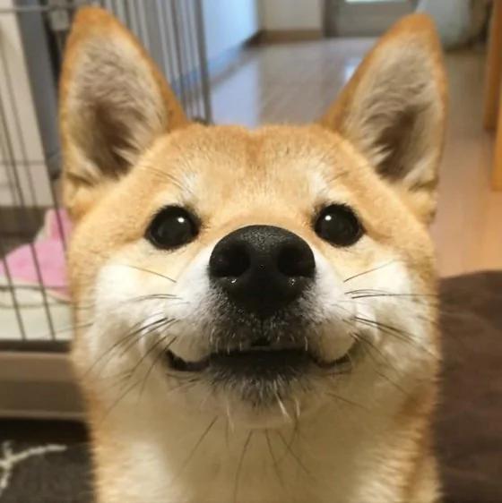 超疗愈!有如阳光女孩般的“笑脸柴犬”!