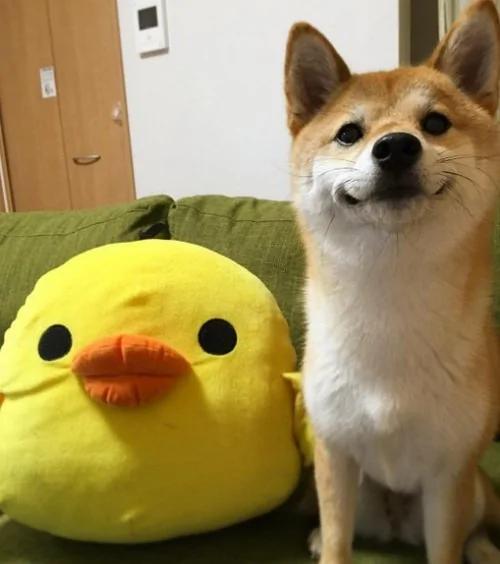 超疗愈!有如阳光女孩般的“笑脸柴犬”!