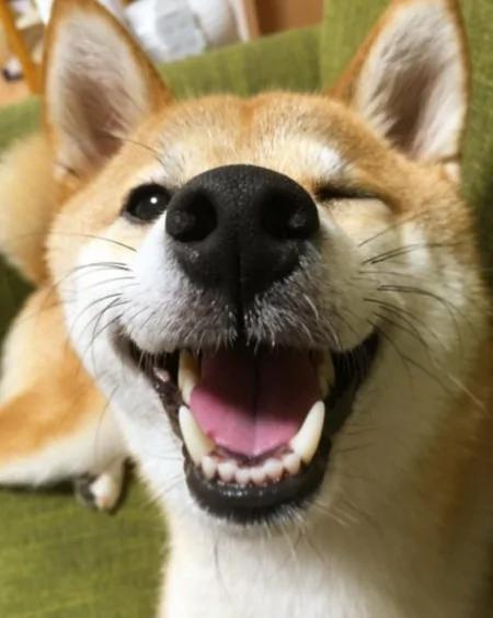 超疗愈!有如阳光女孩般的“笑脸柴犬”!