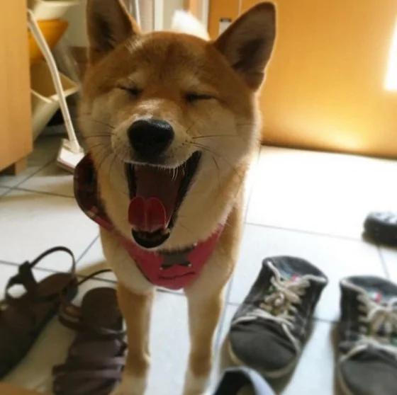 超疗愈!有如阳光女孩般的“笑脸柴犬”!