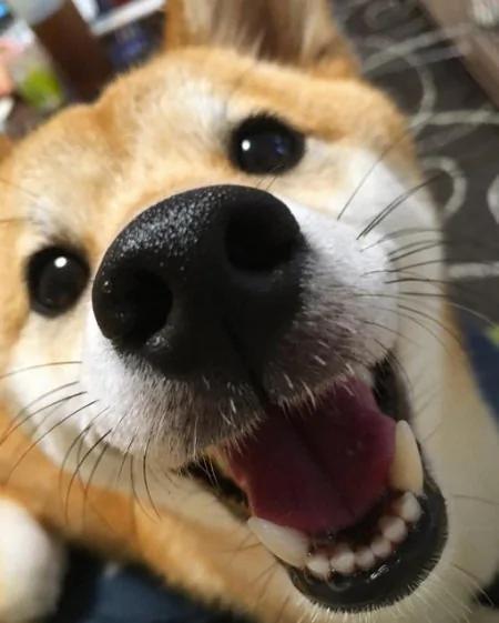 超疗愈!有如阳光女孩般的“笑脸柴犬”!