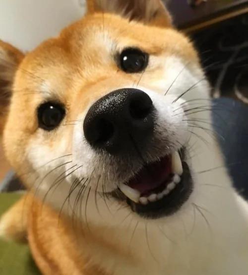 超疗愈!有如阳光女孩般的“笑脸柴犬”!