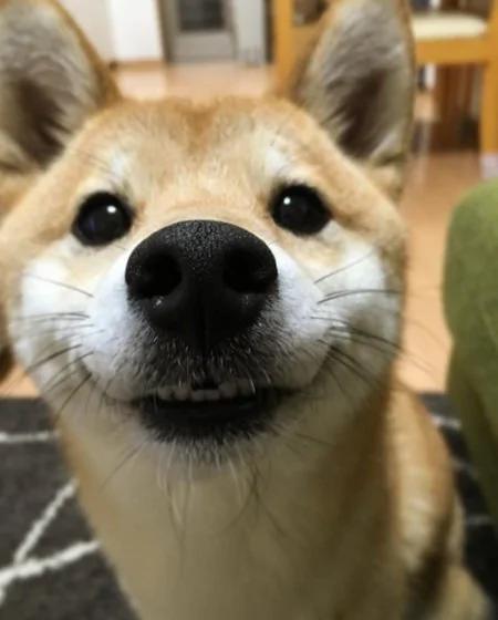 超疗愈!有如阳光女孩般的“笑脸柴犬”!