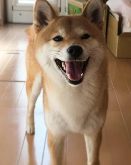 超疗愈!有如阳光女孩般的“笑脸柴犬”!