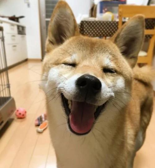 超疗愈!有如阳光女孩般的“笑脸柴犬”!