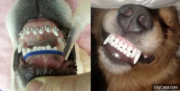 黄金猎犬宝宝牙齿长歪戴矫正牙套 当它张开嘴露出牙套的呆模样真的太可爱了!