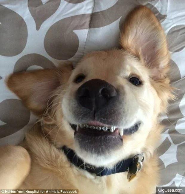 黄金猎犬宝宝牙齿长歪戴矫正牙套 当它张开嘴露出牙套的呆模样真的太可爱了!