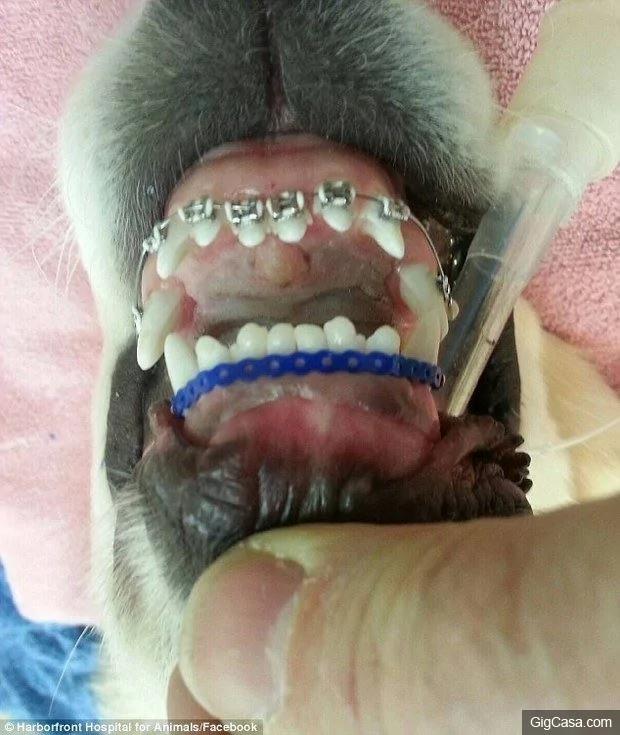 黄金猎犬宝宝牙齿长歪戴矫正牙套 当它张开嘴露出牙套的呆模样真的太可爱了!