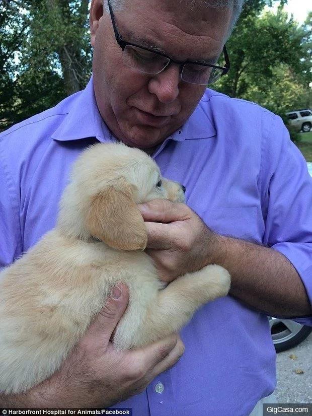 黄金猎犬宝宝牙齿长歪戴矫正牙套 当它张开嘴露出牙套的呆模样真的太可爱了!