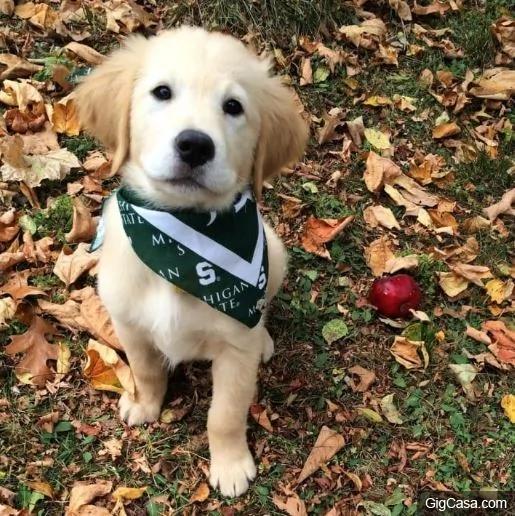 黄金猎犬宝宝牙齿长歪戴矫正牙套 当它张开嘴露出牙套的呆模样真的太可爱了!