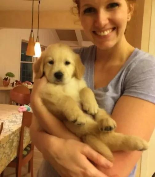 黄金猎犬宝宝牙齿长歪戴矫正牙套 当它张开嘴露出牙套的呆模样真的太可爱了!