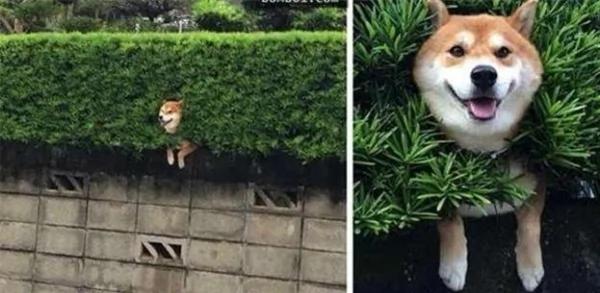 12个柴犬被困住的滑稽瞬间 让人真的会笑到不行!