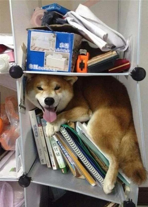 12个柴犬被困住的滑稽瞬间 让人真的会笑到不行!