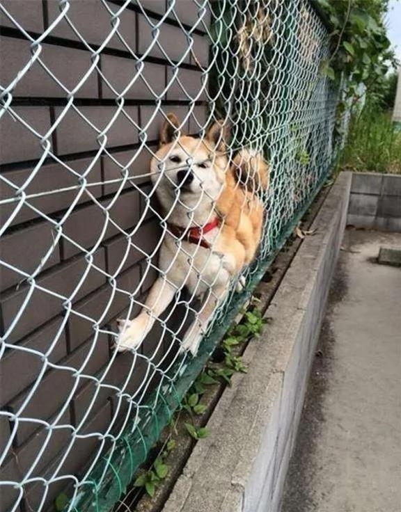 12个柴犬被困住的滑稽瞬间 让人真的会笑到不行!