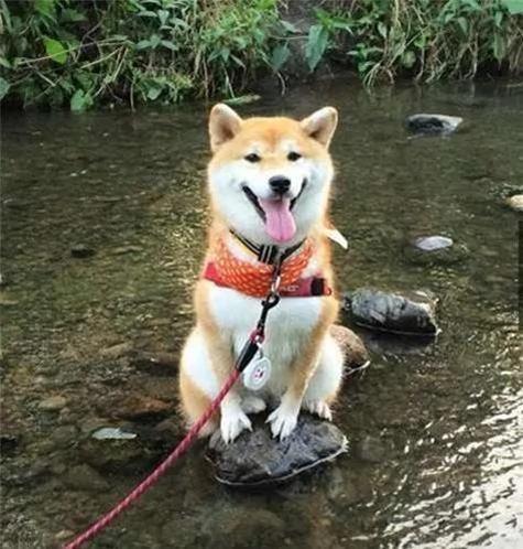 12个柴犬被困住的滑稽瞬间 让人真的会笑到不行!