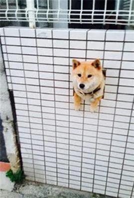 12个柴犬被困住的滑稽瞬间 让人真的会笑到不行!