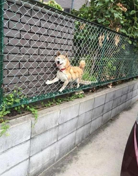 12个柴犬被困住的滑稽瞬间 让人真的会笑到不行!
