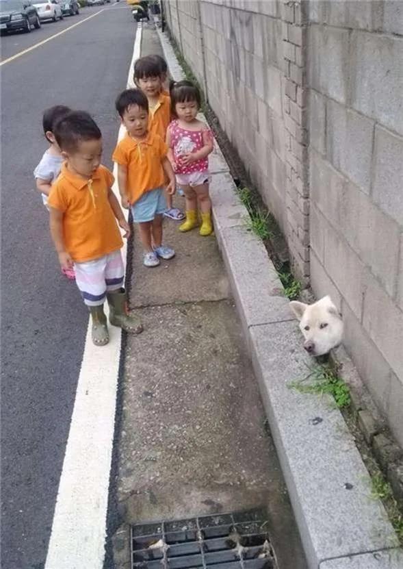 12个柴犬被困住的滑稽瞬间 让人真的会笑到不行!