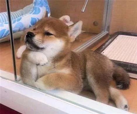 12个柴犬被困住的滑稽瞬间 让人真的会笑到不行!
