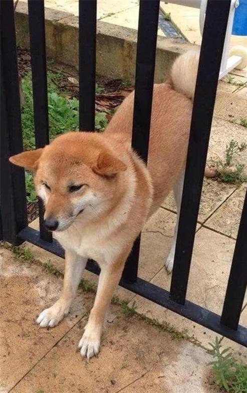 12个柴犬被困住的滑稽瞬间 让人真的会笑到不行!