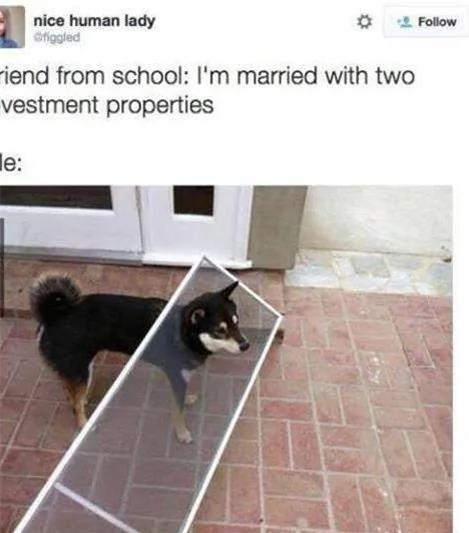 12个柴犬被困住的滑稽瞬间 让人真的会笑到不行!