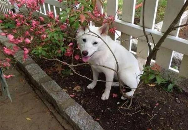 12个柴犬被困住的滑稽瞬间 让人真的会笑到不行!