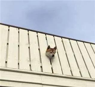 12个柴犬被困住的滑稽瞬间 让人真的会笑到不行!