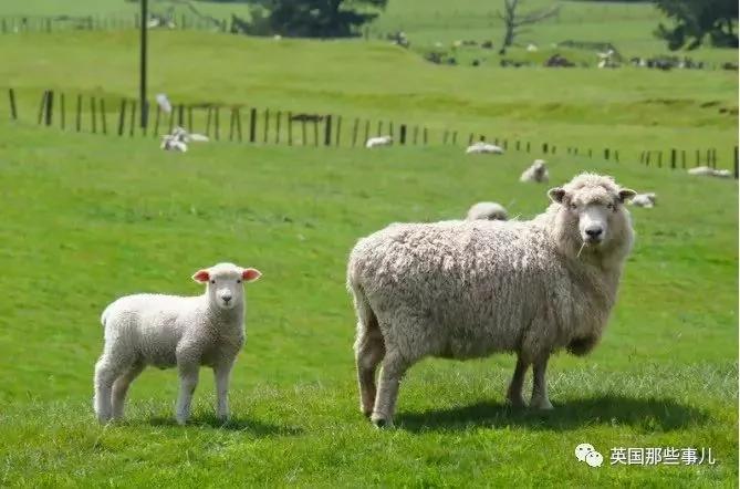 为了不被剃毛 这只羊踏上逃亡之旅 一逃就是6年