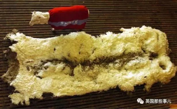 为了不被剃毛 这只羊踏上逃亡之旅 一逃就是6年