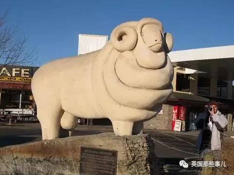 为了不被剃毛 这只羊踏上逃亡之旅 一逃就是6年