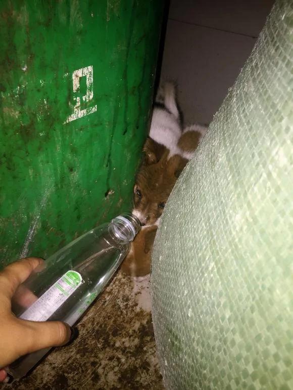 两小奶狗被弃垃圾堆 艰难求生 喂水一瓶盖 却懂得留给兄弟一半!