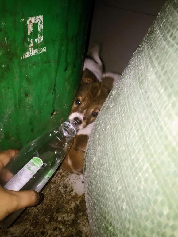 两小奶狗被弃垃圾堆 艰难求生 喂水一瓶盖 却懂得留给兄弟一半!