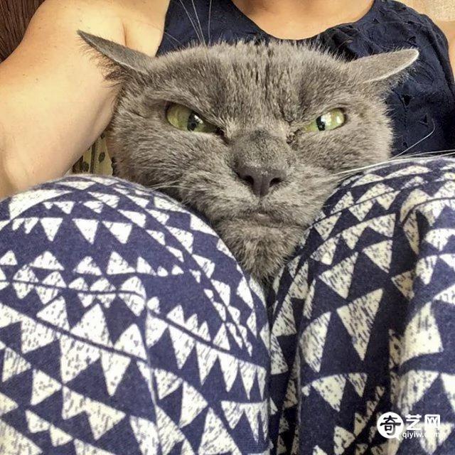 日本愤世嫉俗猫走红皱眉瞪眼厌恶众生