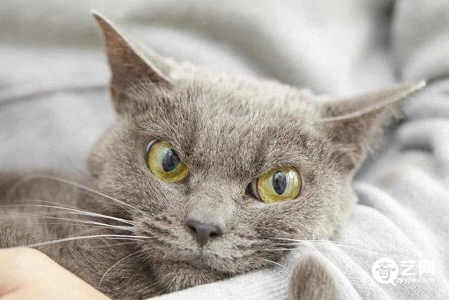 日本愤世嫉俗猫走红皱眉瞪眼厌恶众生