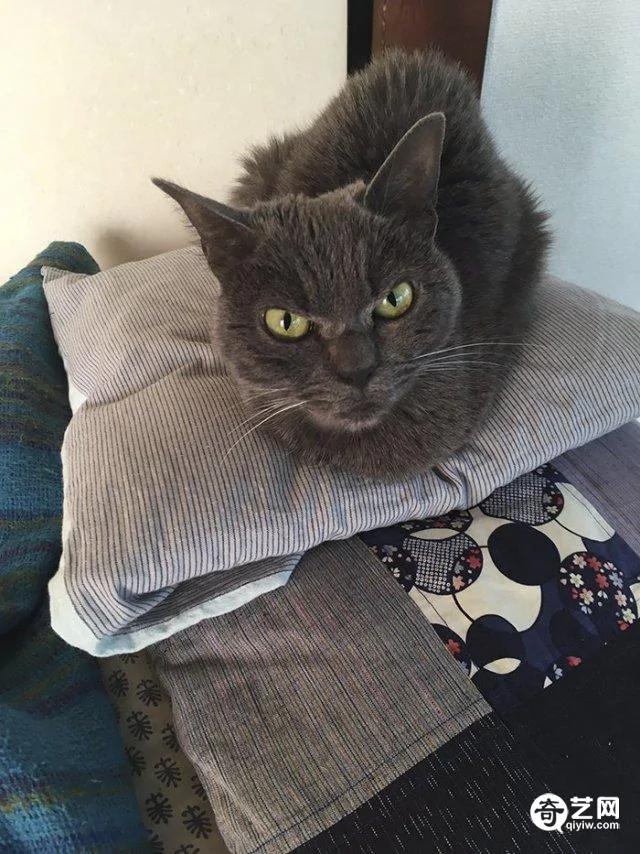 日本愤世嫉俗猫走红皱眉瞪眼厌恶众生