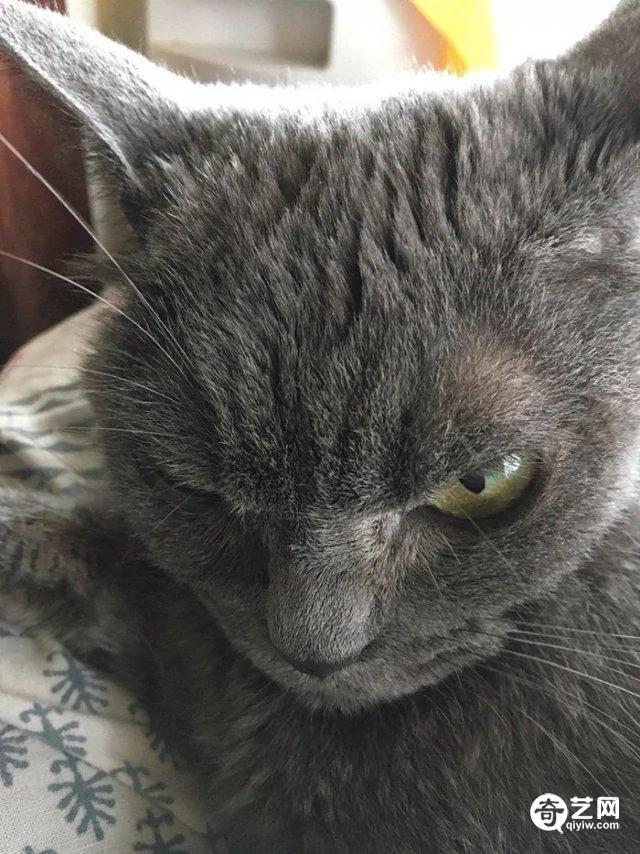 日本愤世嫉俗猫走红皱眉瞪眼厌恶众生