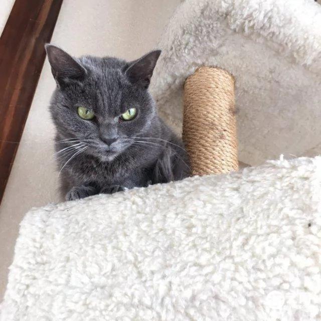 日本愤世嫉俗猫走红皱眉瞪眼厌恶众生