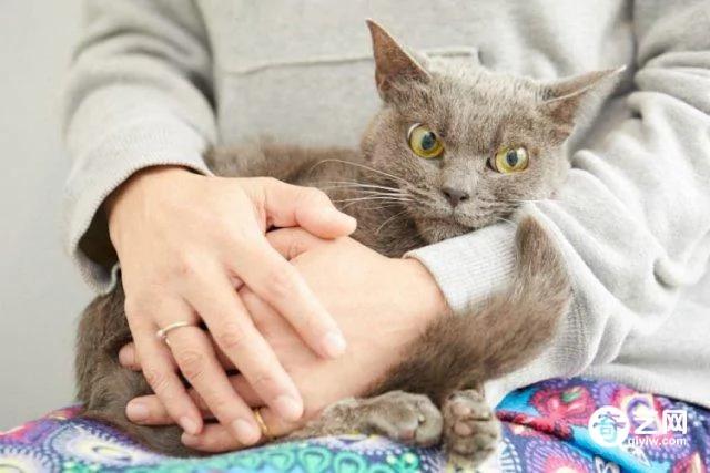 日本愤世嫉俗猫走红皱眉瞪眼厌恶众生