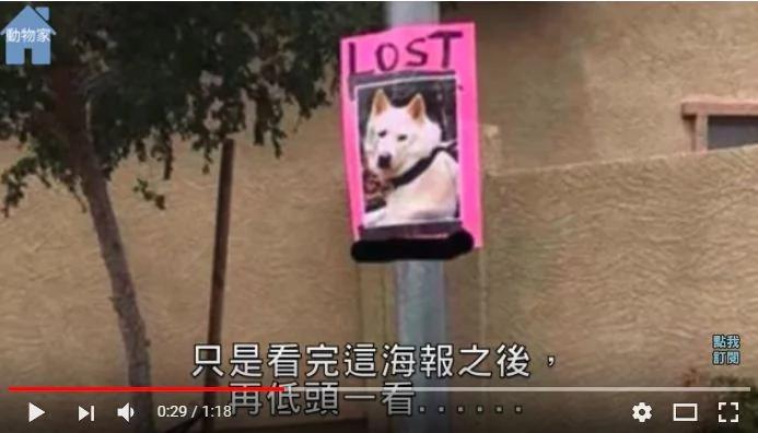 看到一张寻狗启事 看完后低头一看….所有人全都笑昏啦！